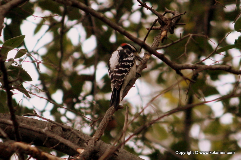 Downy Woodpecker